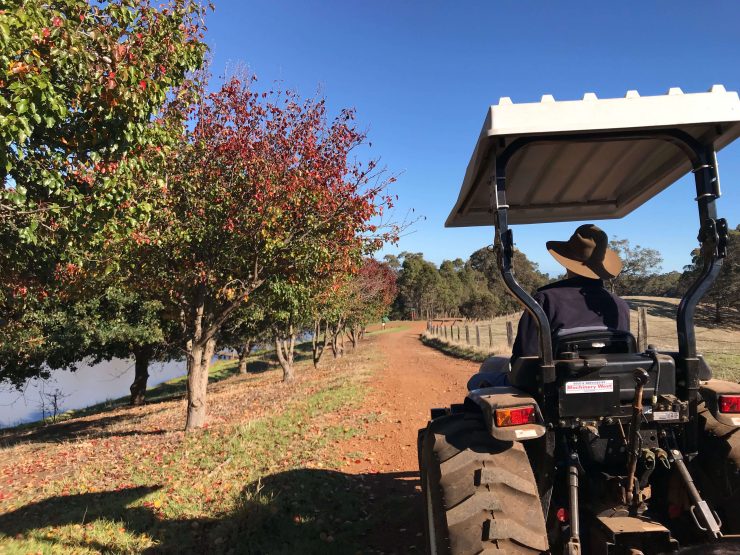 Ferguson Farmstay Review