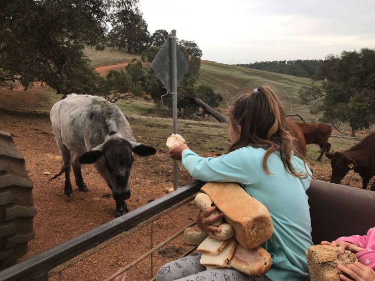 Ferguson Farmstay Review