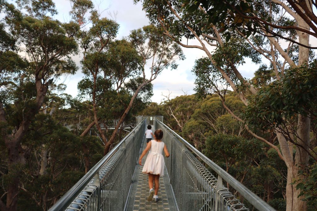 Best Tree Top Adventures Around The World Best Tree Top Adventures Around The World
