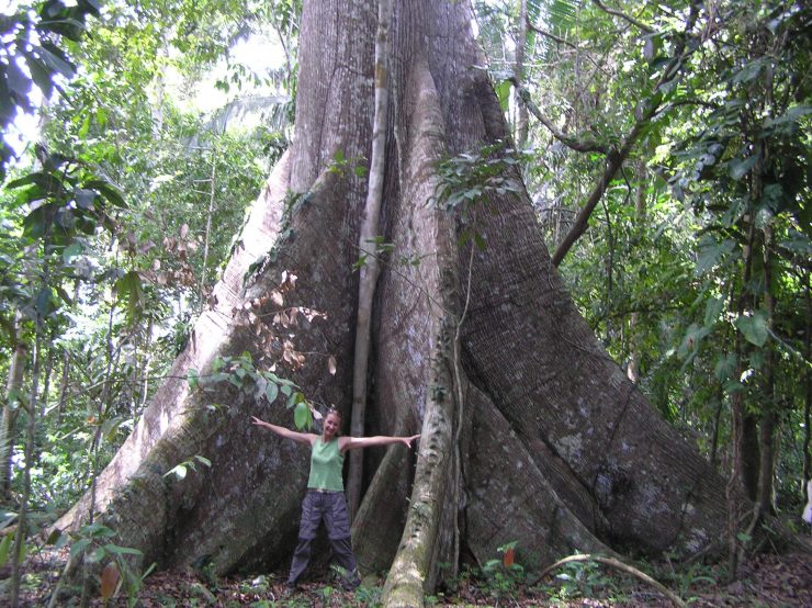 giant tree in jungle