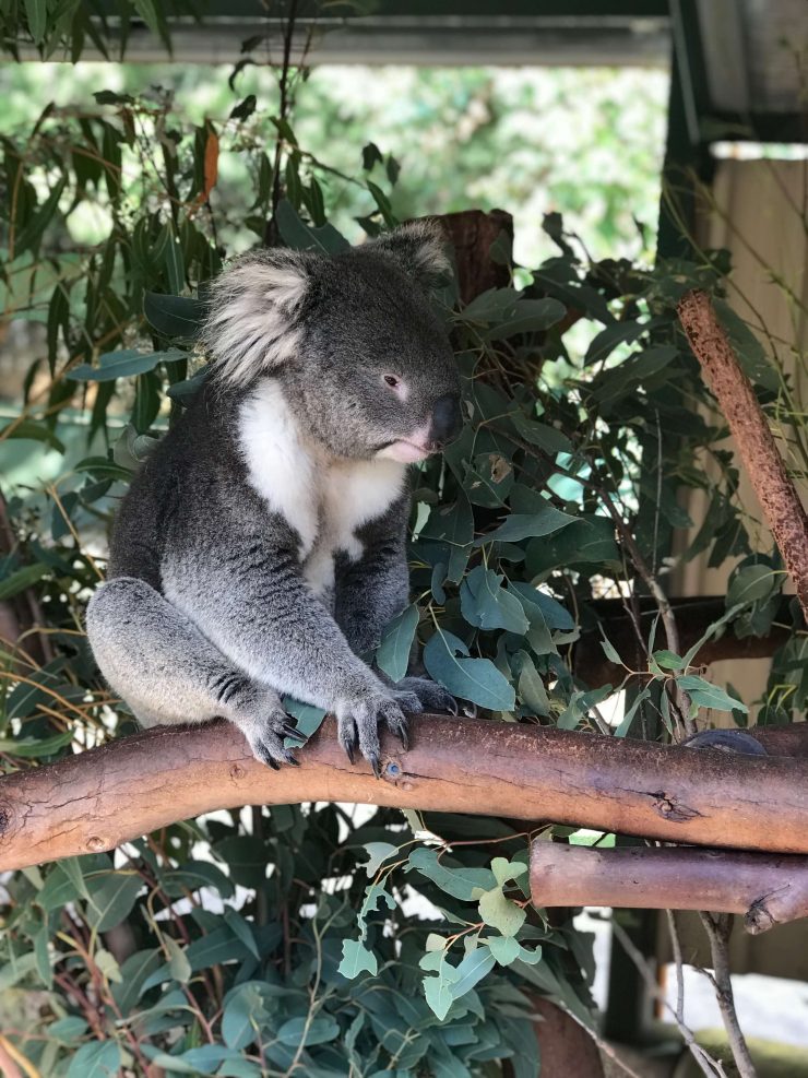 kids facts about koalas