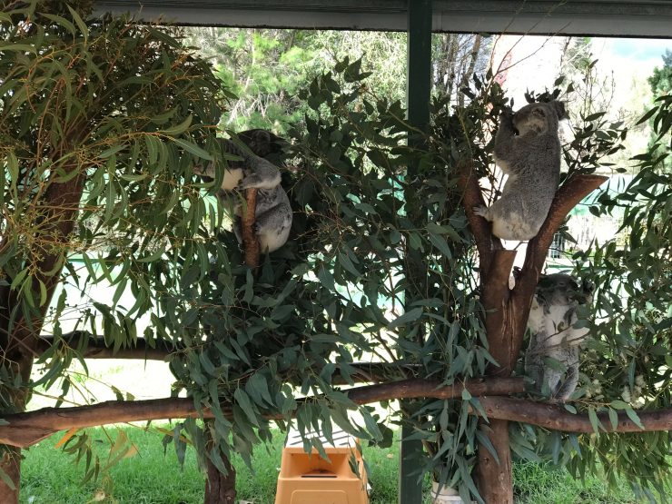kids facts about koalas