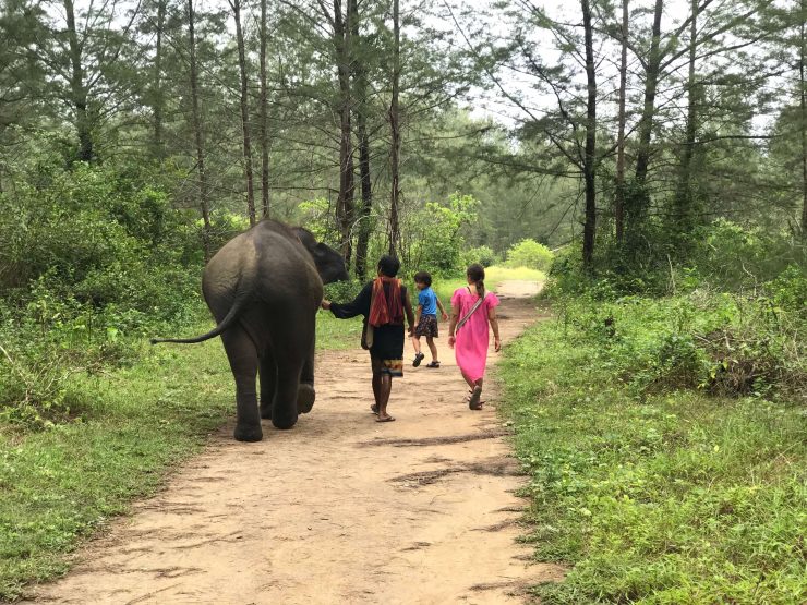 How to afford Travel Thailand with kids, Elephant Thailand, Family Travel