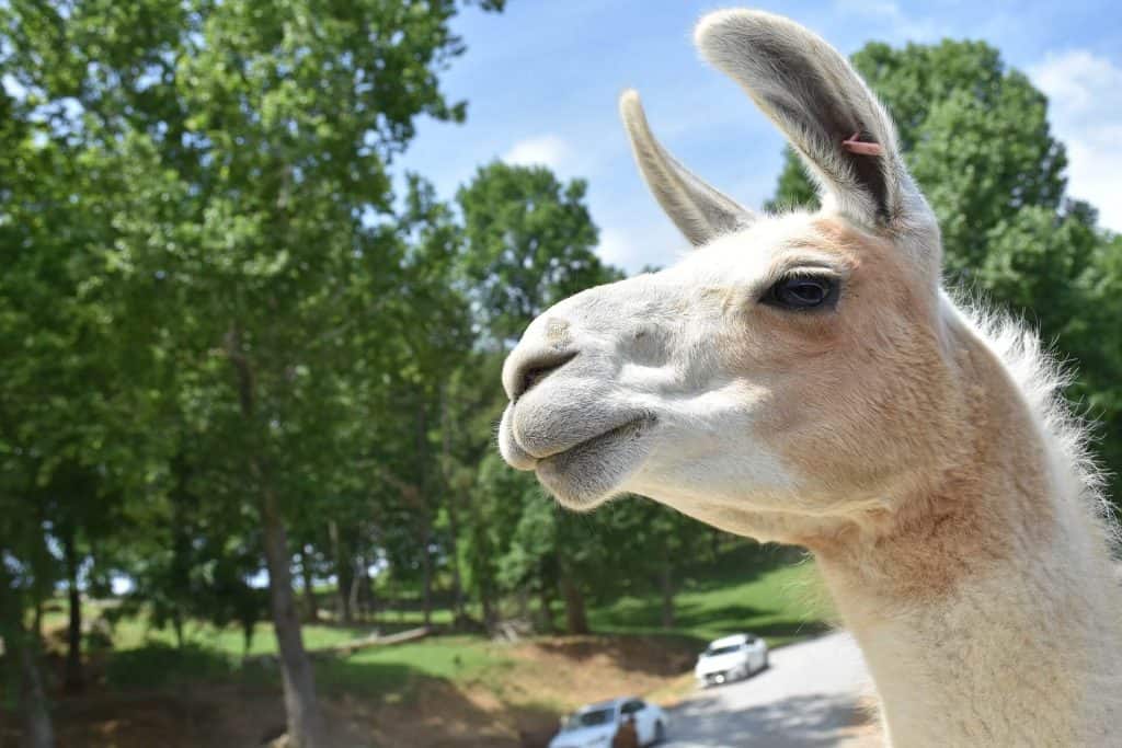 Fun Alpaca And Llama Facts For Kids