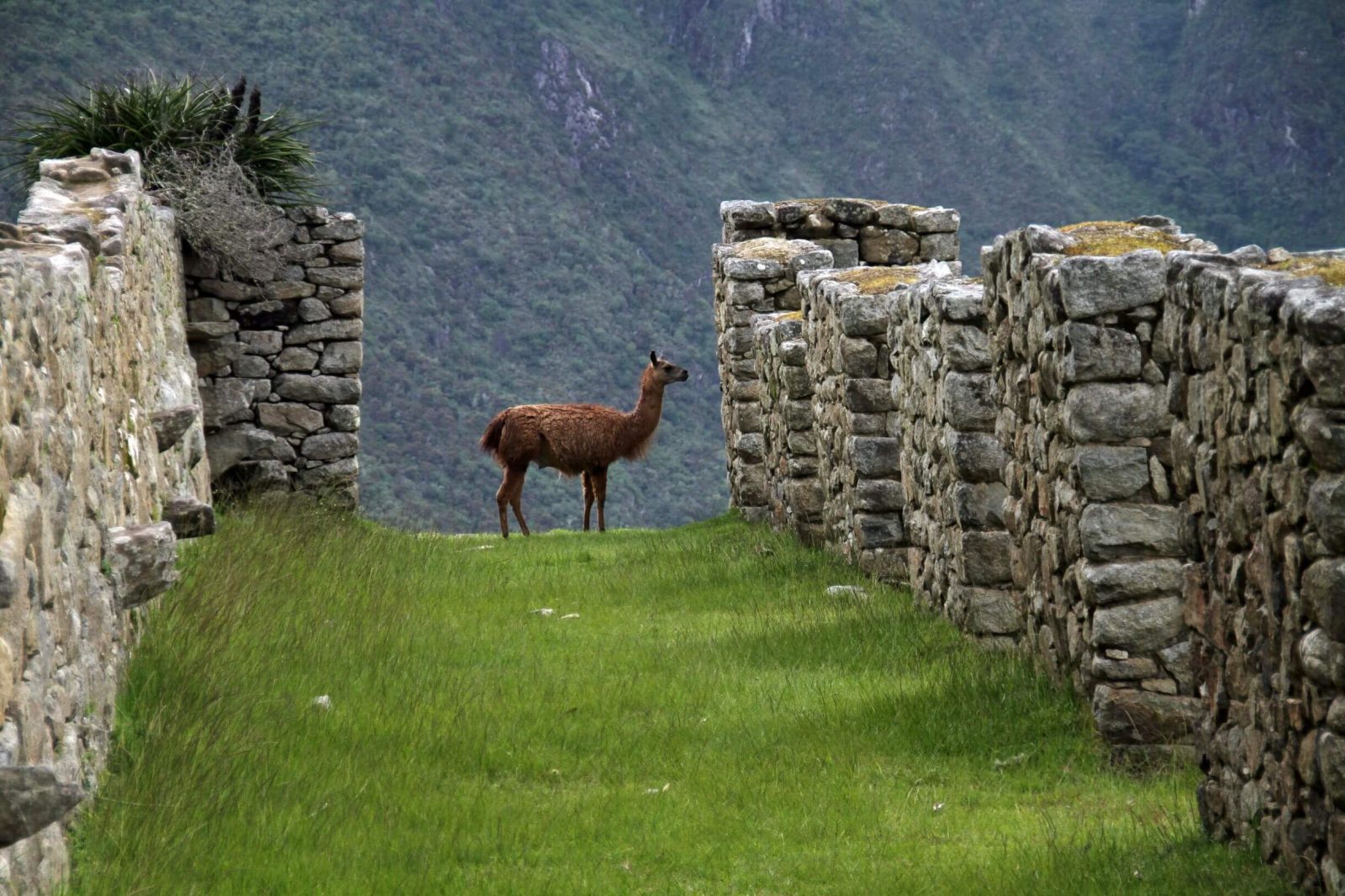 animals at machu picchu site