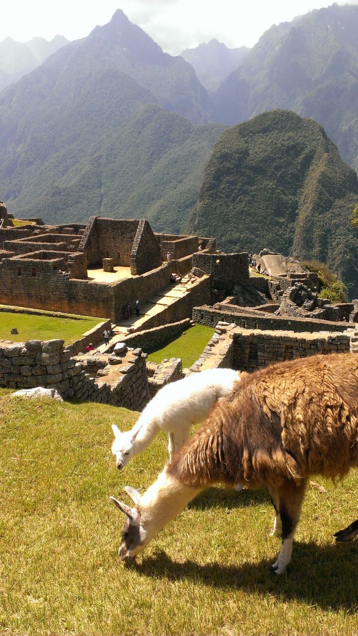 the difference between a llama and alpaca