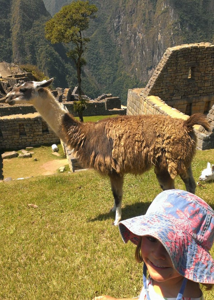 the difference between a llama and alpaca