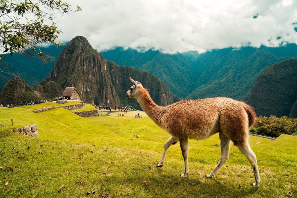 llama at machu picchu