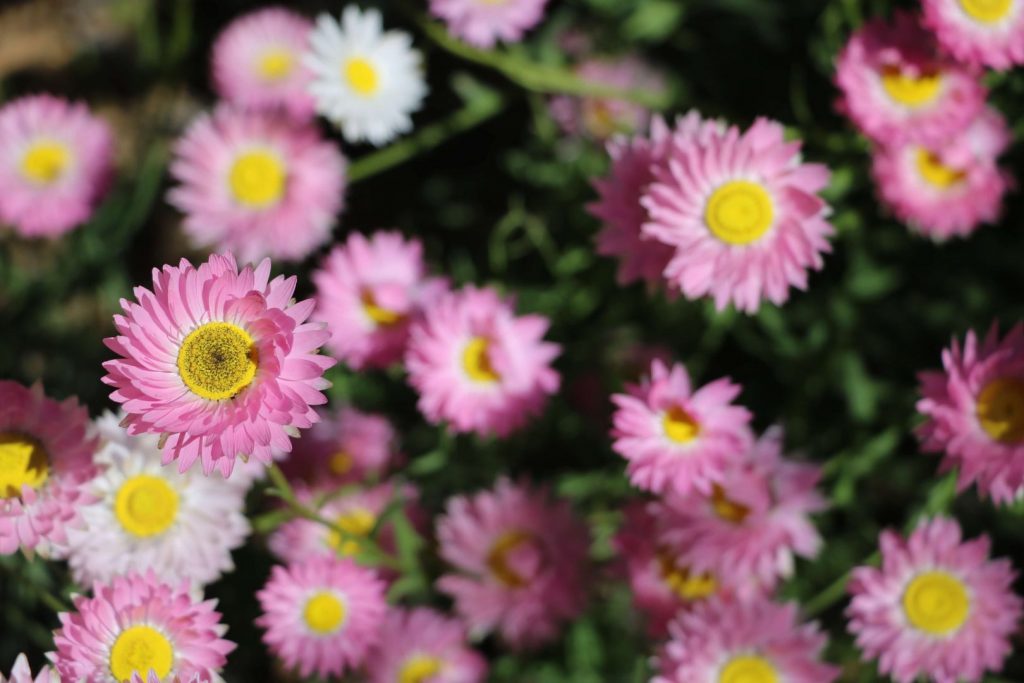 wildflowers wa, wildflowers of Western Australia, how to find wild flowers in Western Australia