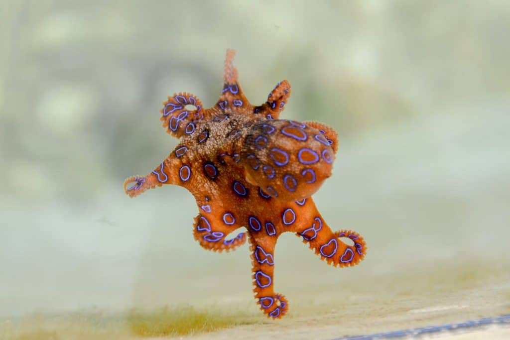 Is the Great Barrier Reef Dying and other Great Barrier Reef information, Octopus in the Great Barrier Reef Australia Is the Great Barrier Reef Dying and other Great Barrier Reef information, Octopus in the Great Barrier Reef Australia
