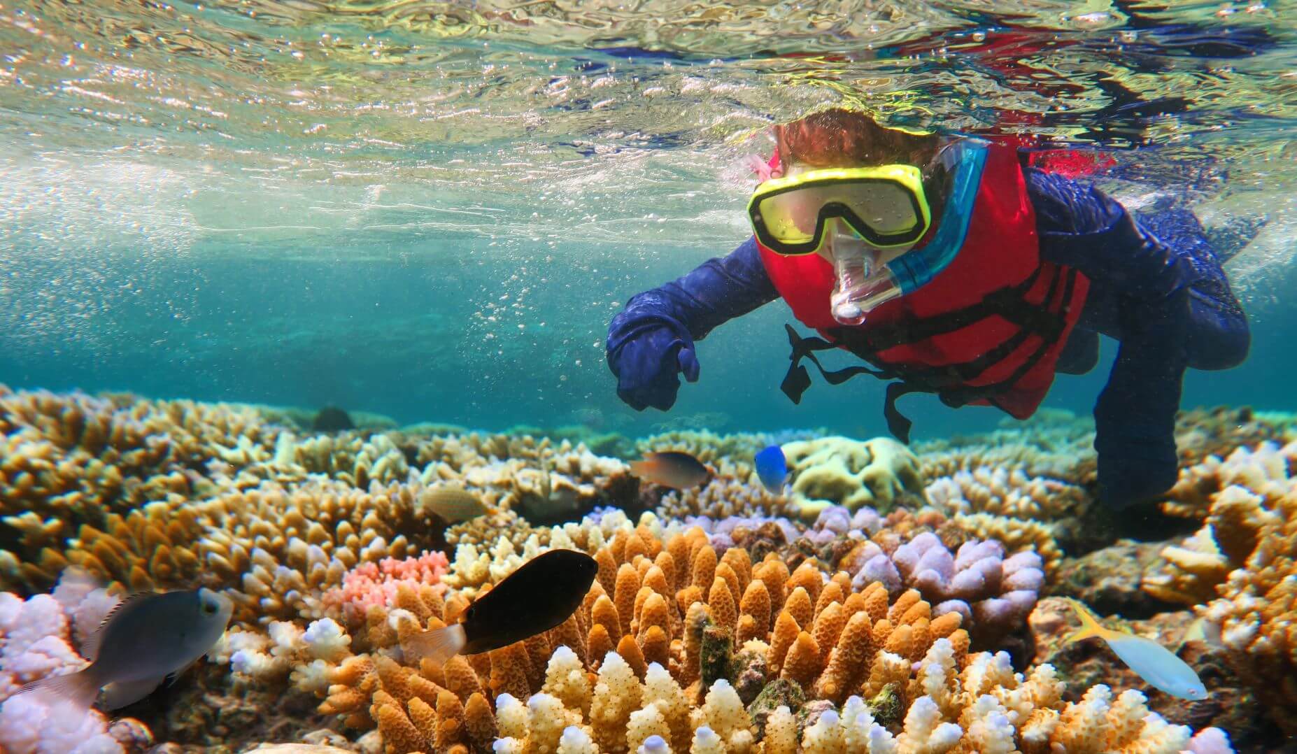 TIME for Kids  Explore a Coral Reef