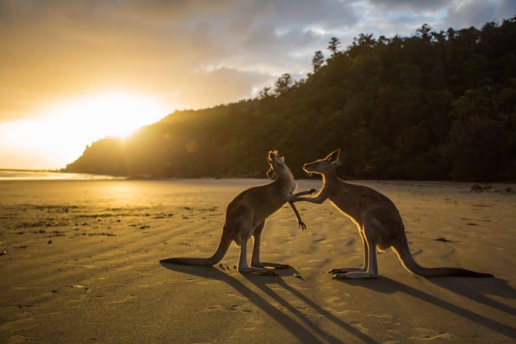 funniest kids facts about kangaroos funniest kids facts about kangaroos