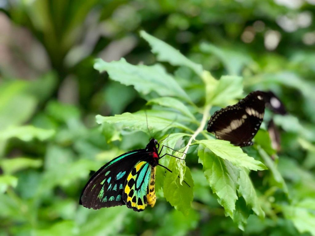 Amazing Facts On Daintree Rainforest Animals Amazing Facts On Daintree Rainforest Animals