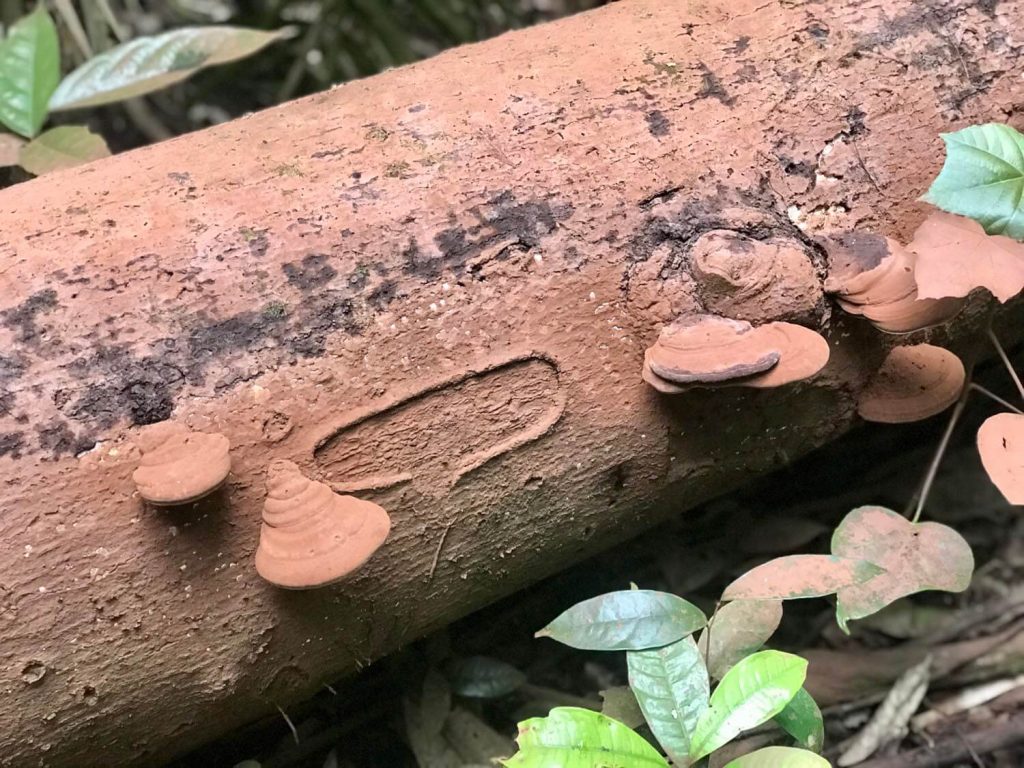 facts on the Daintree Rainforest facts on the Daintree Rainforest