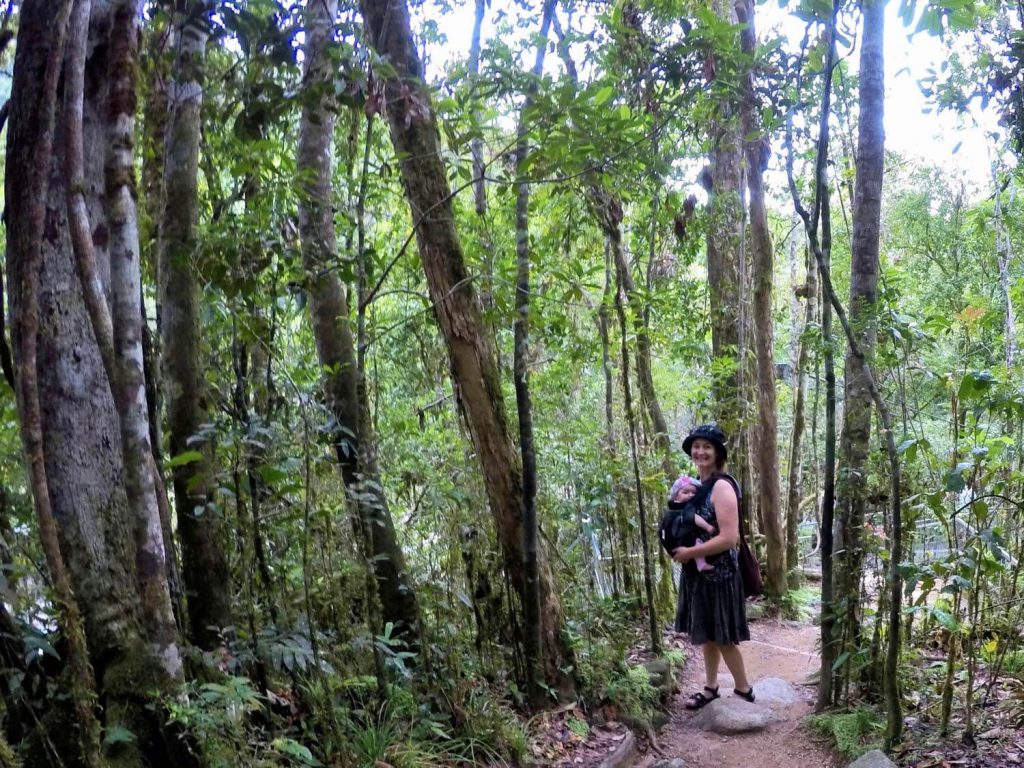fascinating Daintree Rainforest facts fascinating Daintree Rainforest facts