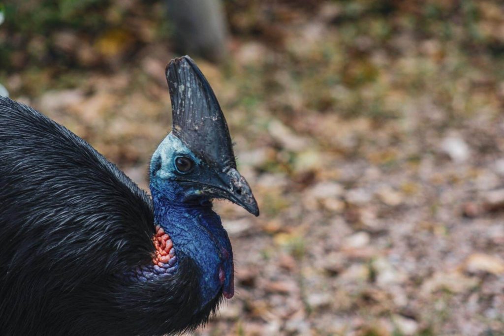 Daintree Rainforest Birds Daintree Rainforest Birds