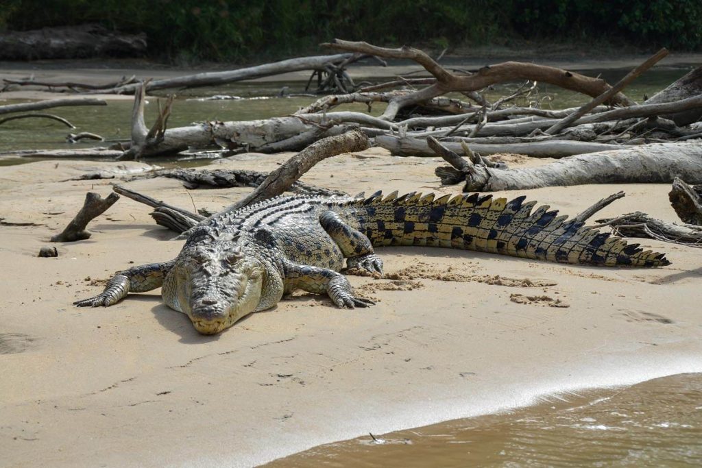 Amazing Facts On Daintree Rainforest Animals Amazing Facts On Daintree Rainforest Animals
