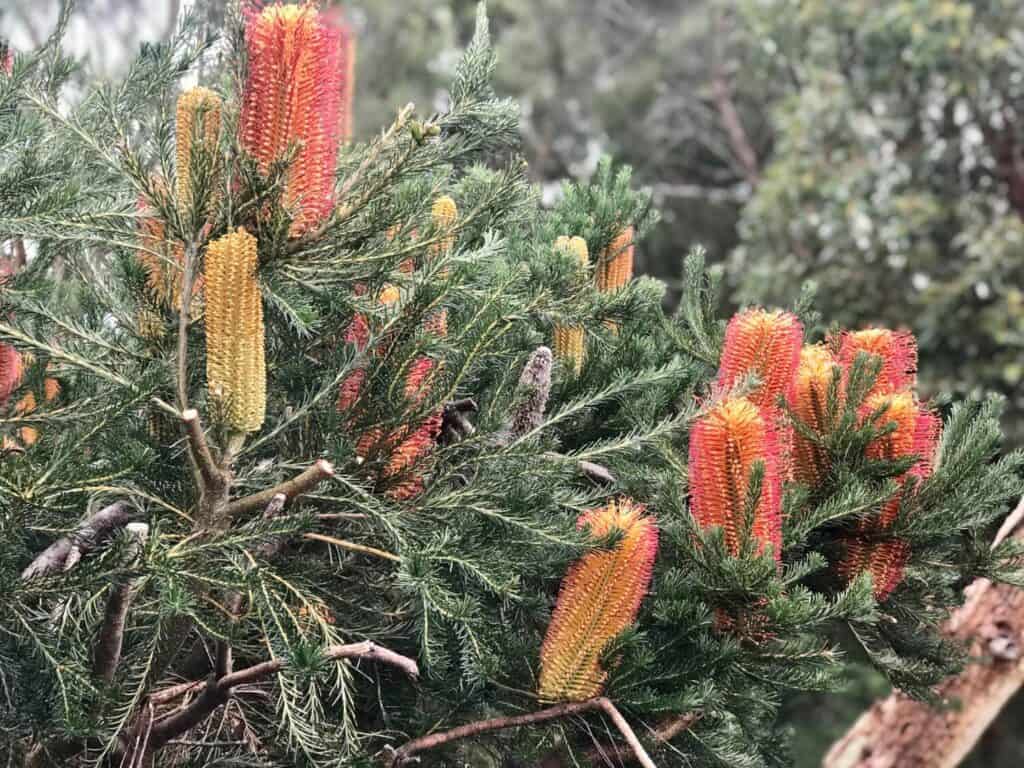 Wellington Square Playground