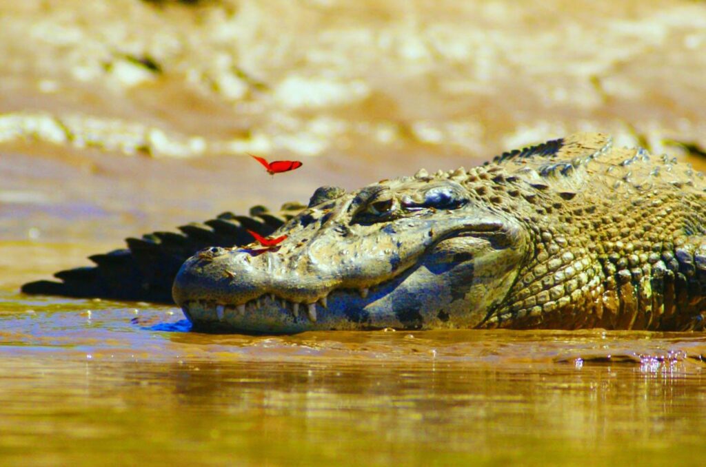 Facts about the River Amazon for Kids Facts about the River Amazon for Kids
