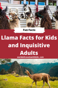 Llama Facts for Kids and Inquisitive Adults