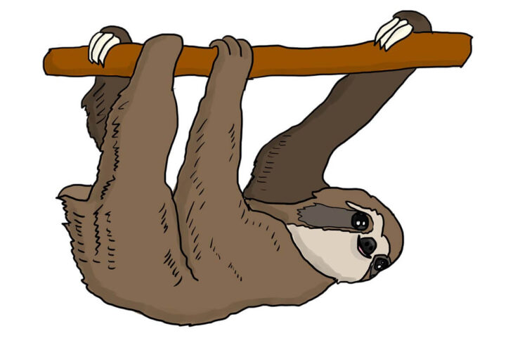 cartoon sloth, sloth facts