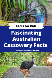 Fascinating Australian Cassowary Facts for Kids
