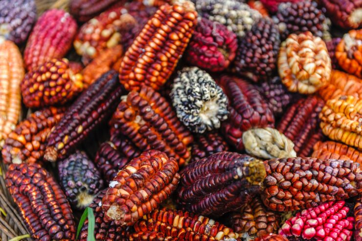 different varieties of corn in Peru, Peru Food Facts