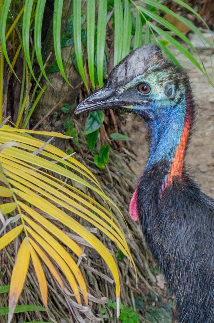 Facts about Cassowaries, Cassowary facts