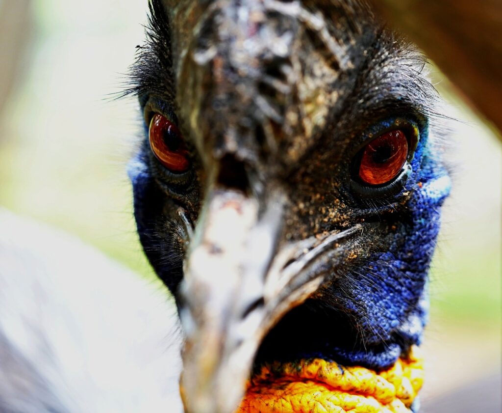 What does a Cassowary look like, how big is a cassowary, cassowary facts What does a Cassowary look like, how big is a cassowary, cassowary facts