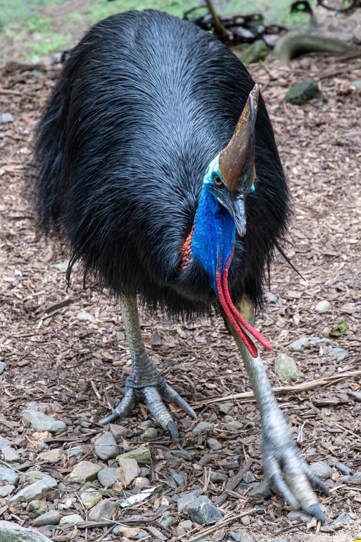 What is a Cassowary