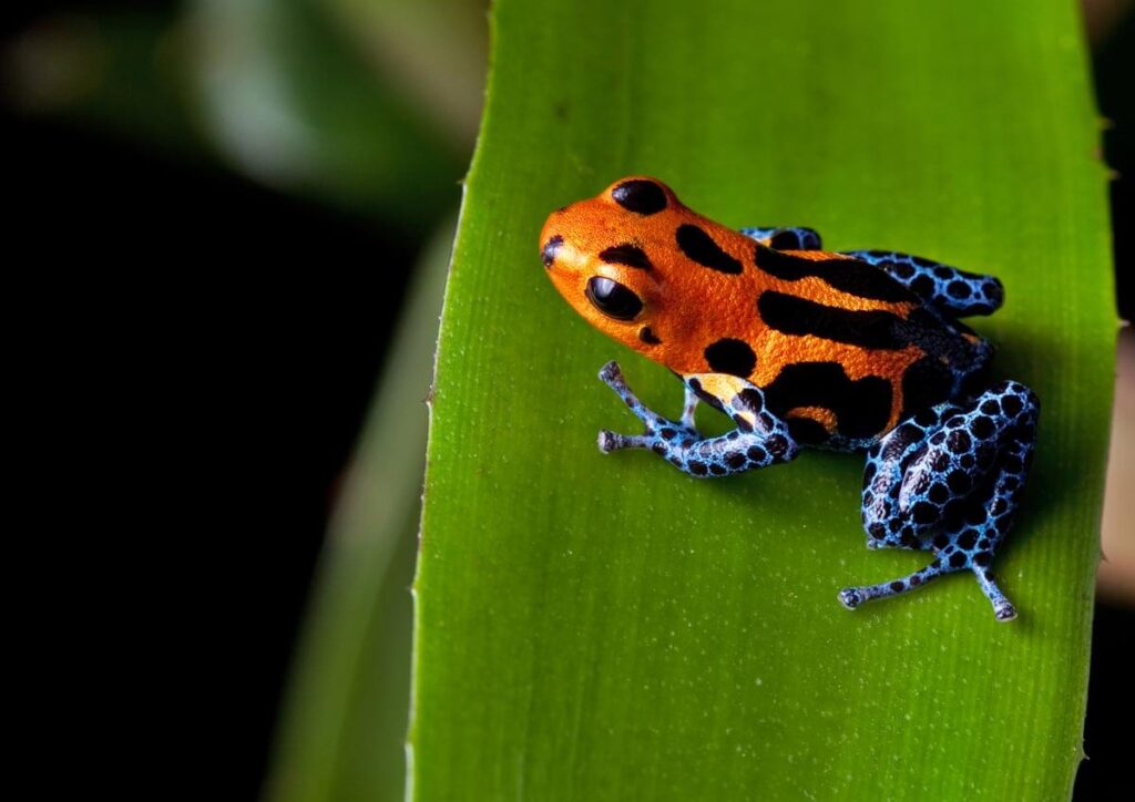 Poisonous Dart Frog in the Amazon Jungle Poisonous Dart Frog in the Amazon Jungle
