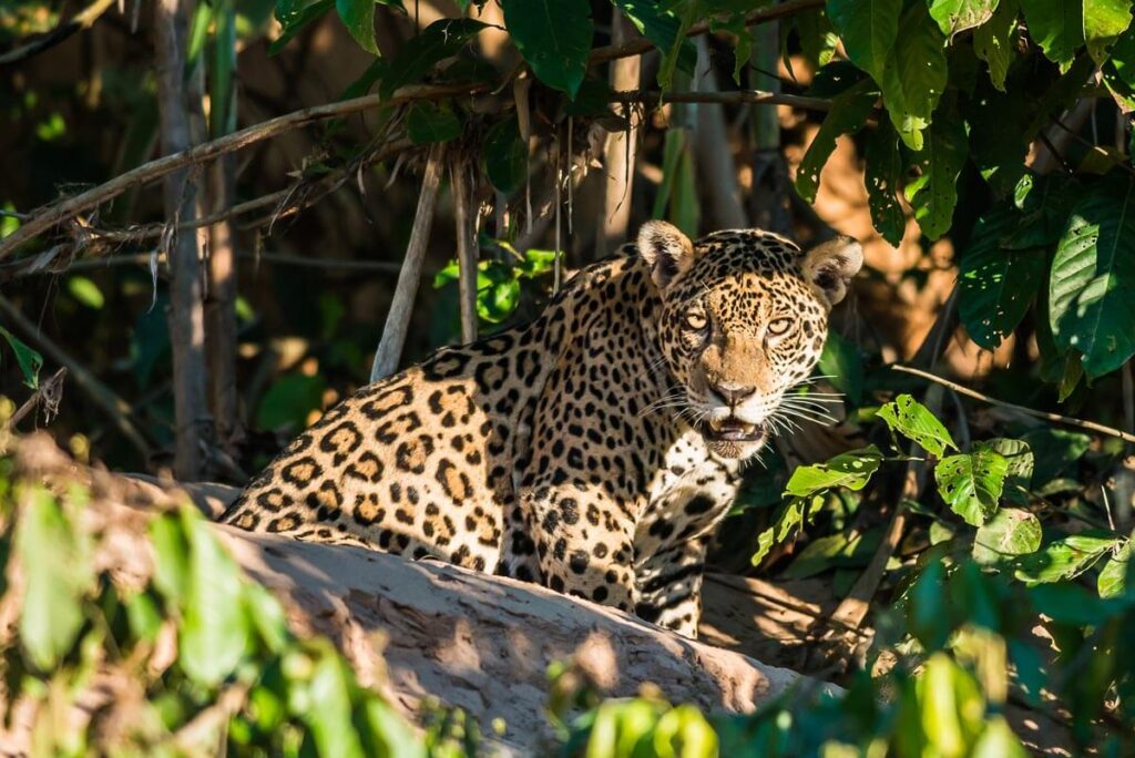 Amazon Rainforest Animals for Kids, Amazon Leopard Amazon Rainforest Animals for Kids, Amazon Leopard