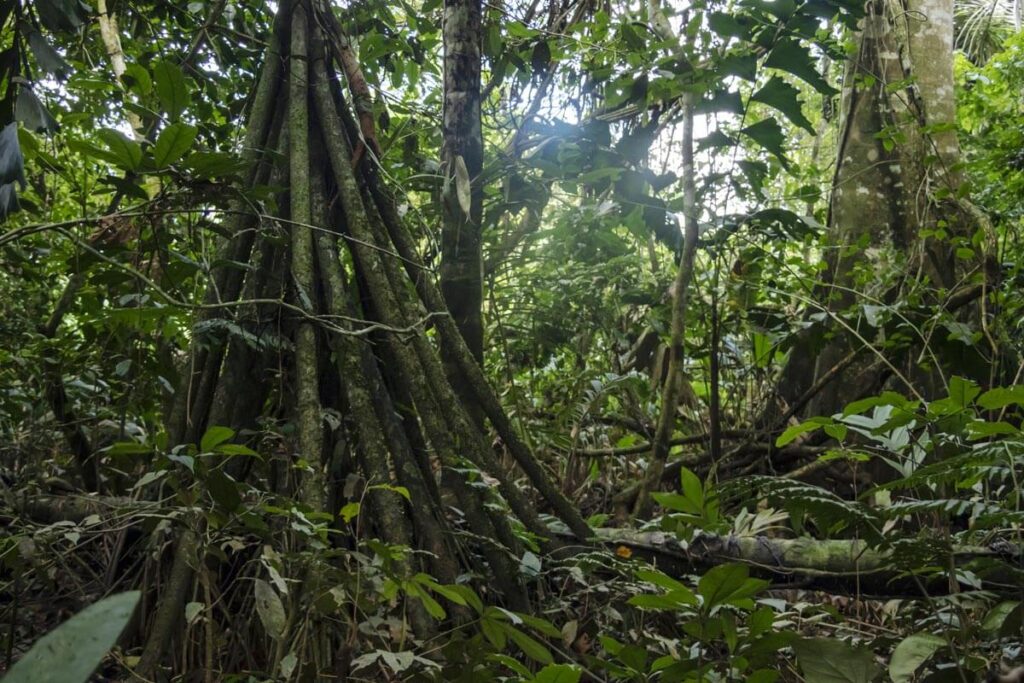 Deep in the Amazon Rainforest, Rainforest facts for kids, cool facts about the Amazon Deep in the Amazon Jungle