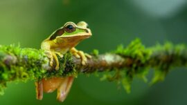 frog in peruvian amazon