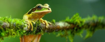 frog in peruvian amazon