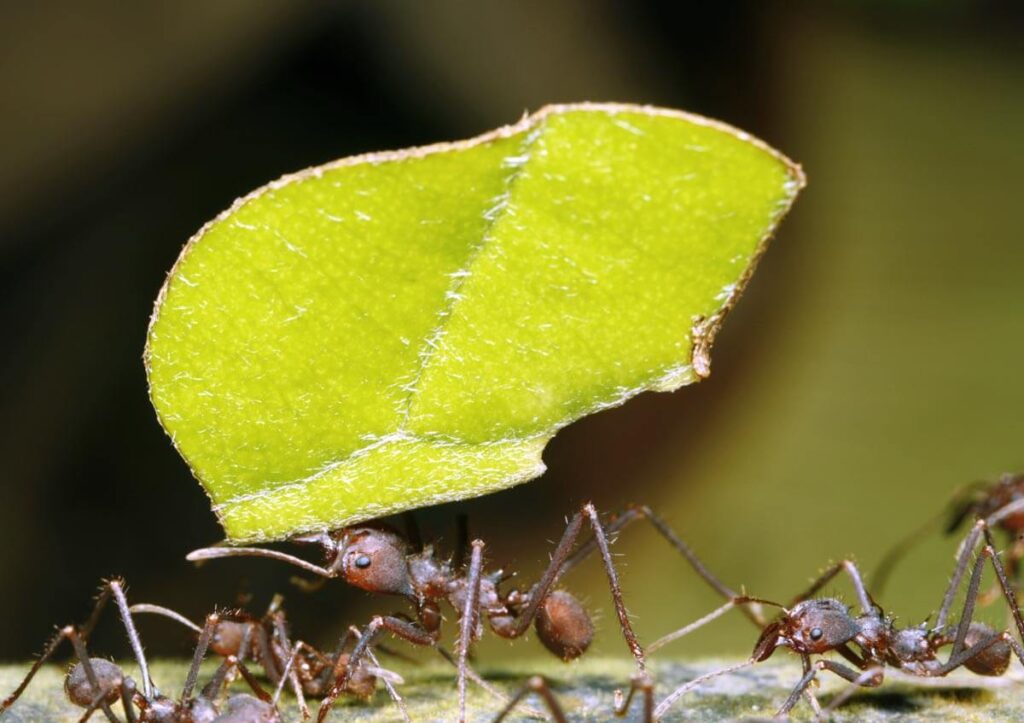 Ants of the Amazon Rainforest Ants of the Amazon Rainforest
