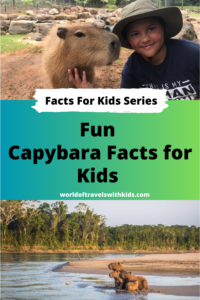Interesting and Fun Capybara Facts for Kids
