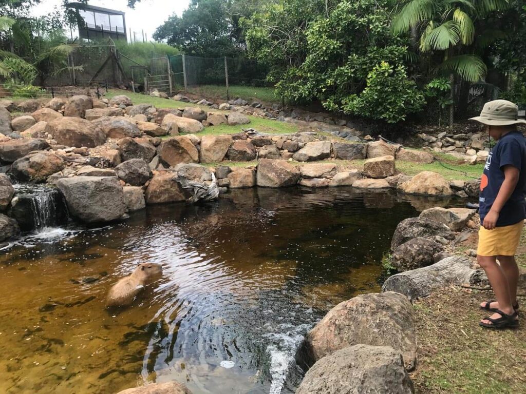 Interesting Facts about the Capybara Interesting Facts about the Capybara