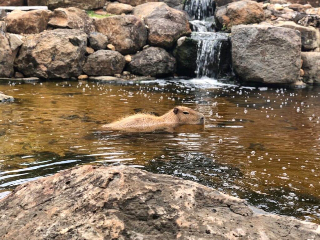 Interesting Facts about the Capybara, swimming capybara Interesting Facts about the Capybara