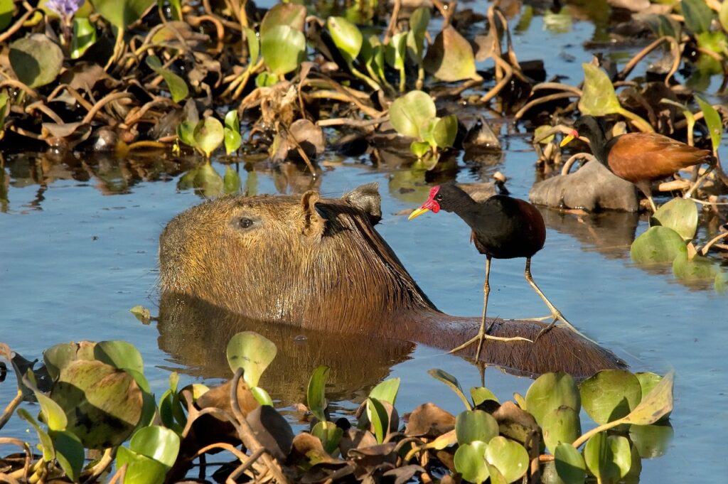 23 Interesting and Fun Facts About Capybara, Capybara facts, capybara fun facts 23 Interesting and Fun Facts About Capybara, Capybara facts, capybara fun facts