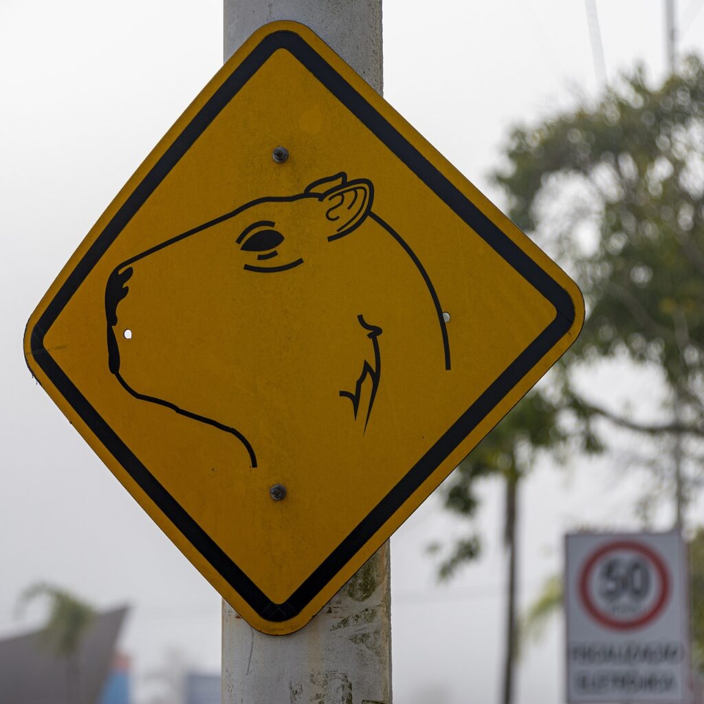 23 Interesting and Fun Facts About Capybara, Capybara facts, capybara fun facts 23 Interesting and Fun Facts About Capybara
