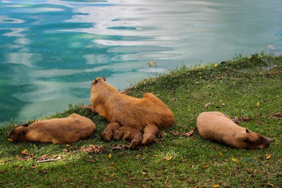 24 Interesting and Fun Facts About Capybara