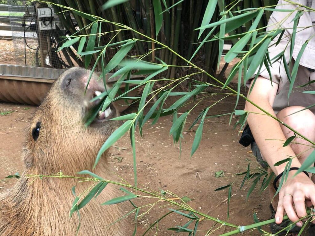 Capybara facts, Capybara eating, what does a capybara eat Capybara facts, Capybara eating, what does a capybara eat
