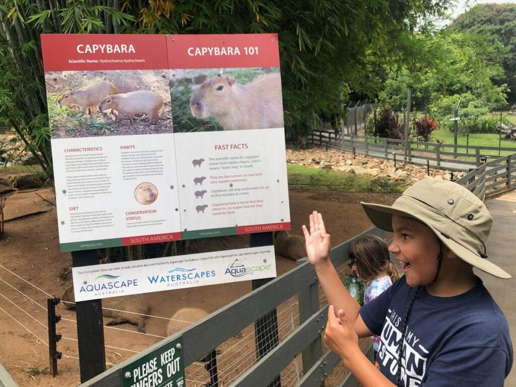 fun facts about Capybaras for kids fun facts about Capybaras for kids