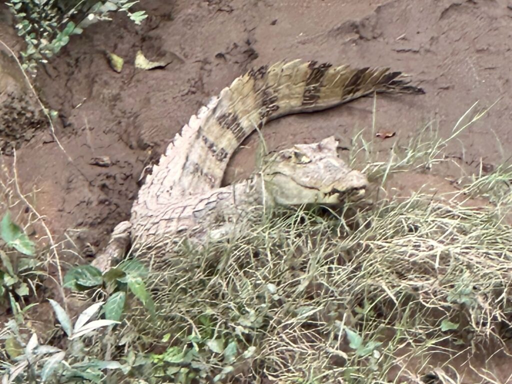 wildlife in jungle