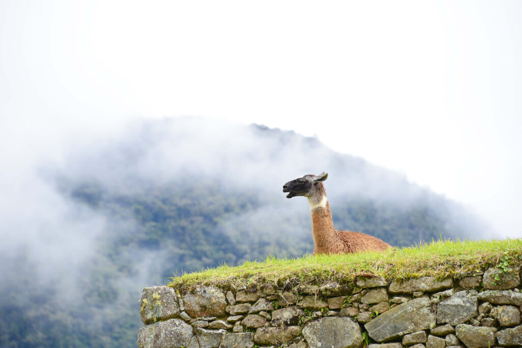 What's the Difference Between an Alpaca Vs Llama? 25 Differences and Similarities, Machu Picchu Llama What's the Difference Between an Alpaca Vs Llama? 25 Differences and Similarities, Machu Picchu Llama