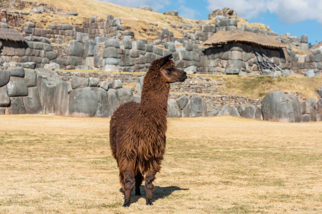 alpaca in Peru, llama vs alpaca, where to see llamas and alpacas