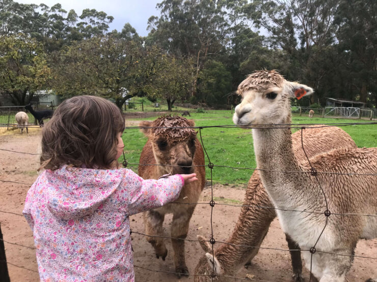alpaca farm, where to see alpacas, girl feeding alpacas