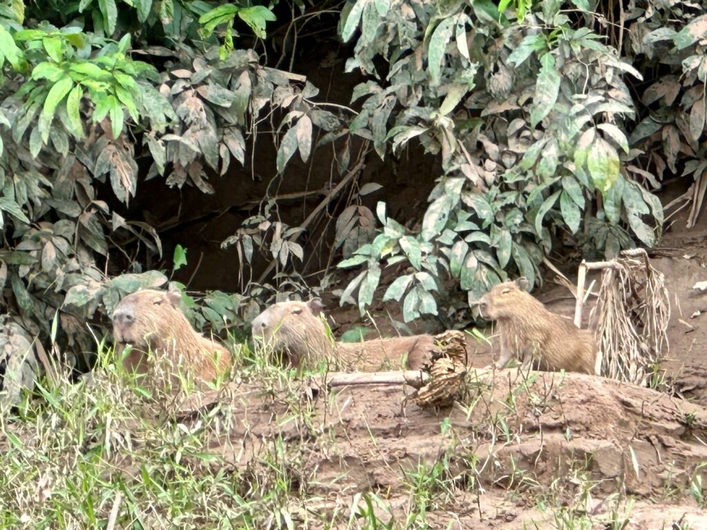 23 Interesting and Fun Facts About Capybara, Capybara facts, capybara fun facts 23 Interesting and Fun Facts About Capybara, Capybara facts, capybara fun facts