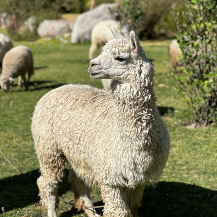 alpaca vs llama, alpaca face, what does an alpaca look like
